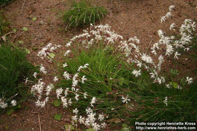 Photo: Dianthus arenarius 5.