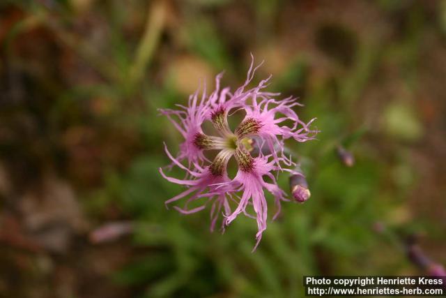 Photo: Dianthus superbus 0.