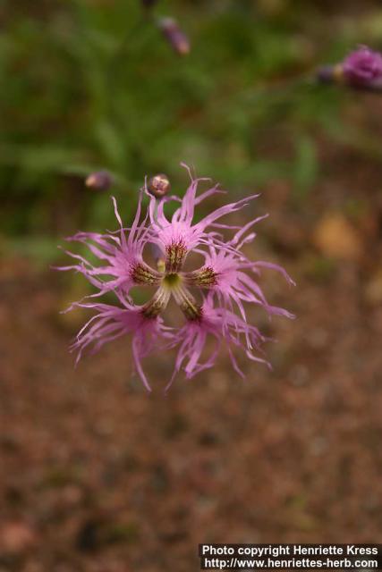 Photo: Dianthus superbus 2.