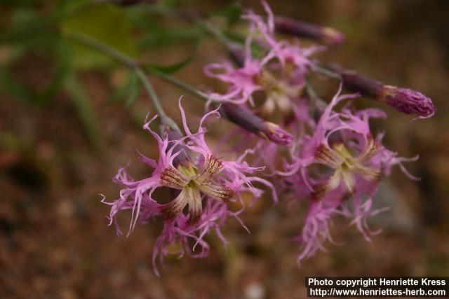 Photo: Dianthus superbus 3.