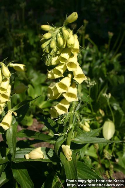 Photo: Digitalis grandiflora 3.