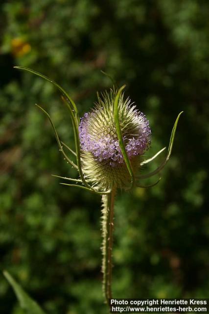 Photo: Dipsacus fullonum 11.