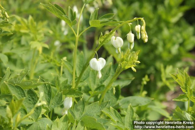 Photo: Lamprocapnos spectabilis 13.