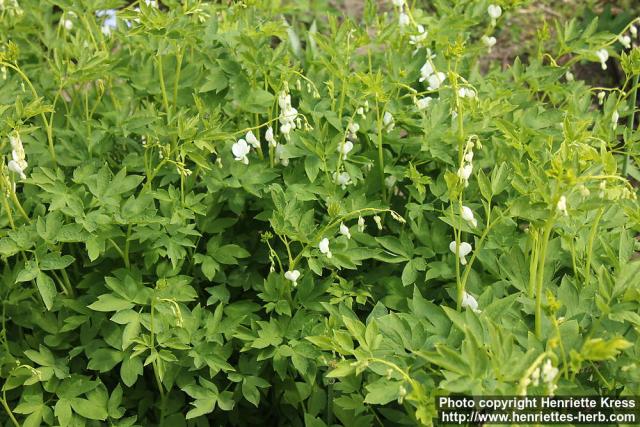 Photo: Lamprocapnos spectabilis 14.