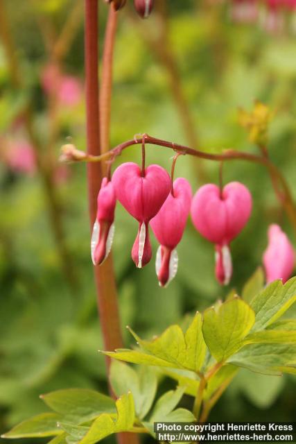 Photo: Lamprocapnos spectabilis 18.