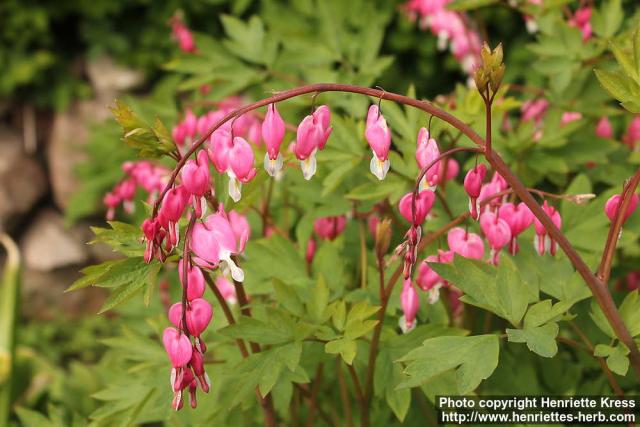 Photo: Lamprocapnos spectabilis 19.