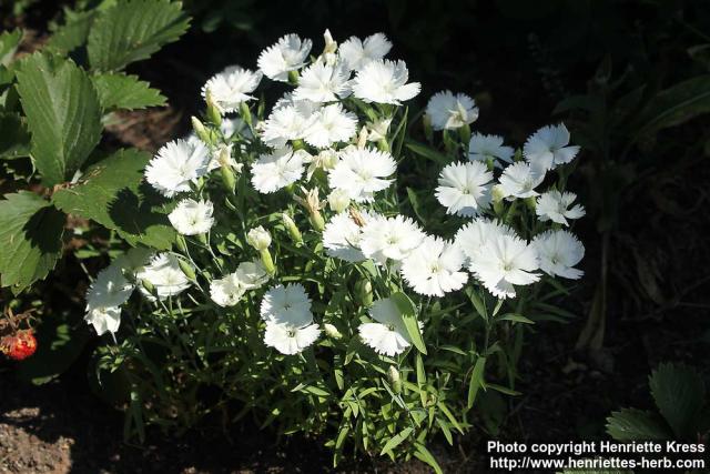 Photo: Dianthus 0.