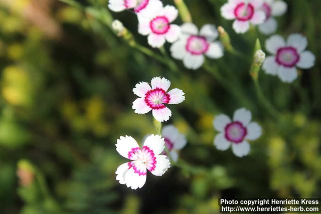 Photo: Dianthus 3.