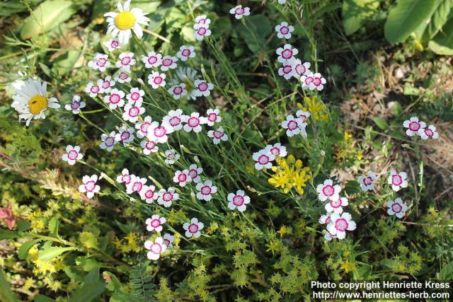 Photo: Dianthus 4.