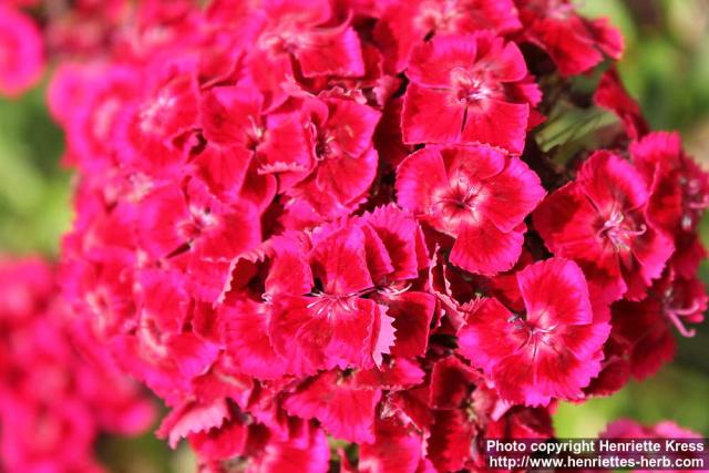 Photo: Dianthus barbatus 3.