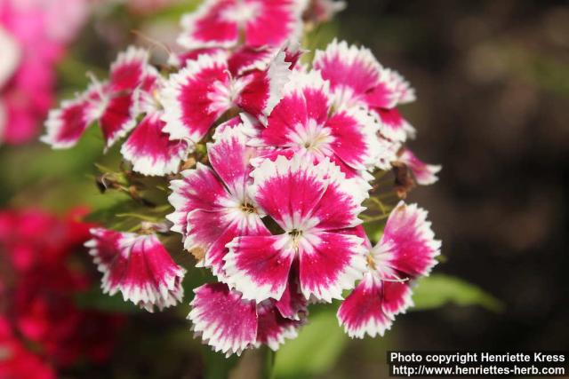 Photo: Dianthus barbatus 7.