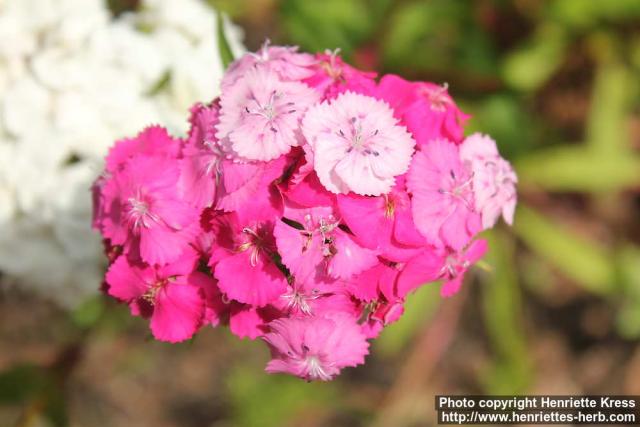 Photo: Dianthus barbatus 8.