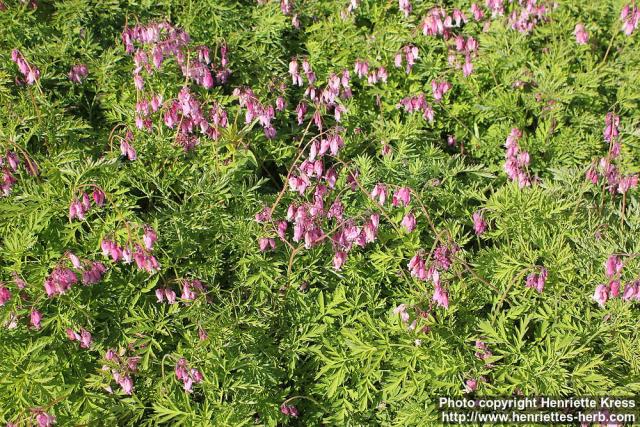 Photo: Dicentra formosa 07.