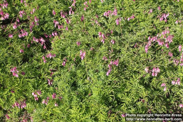 Photo: Dicentra formosa 08.