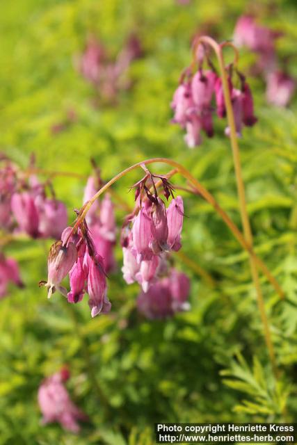 Photo: Dicentra formosa 09.