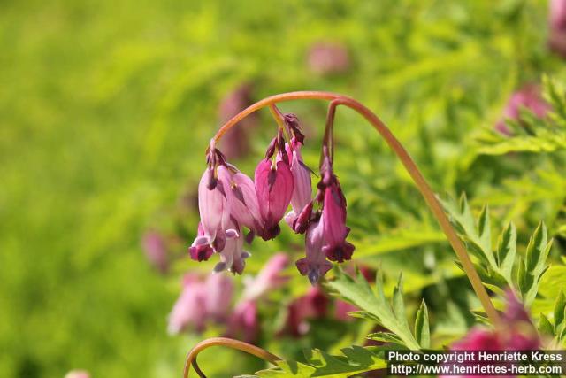 Photo: Dicentra formosa 11.