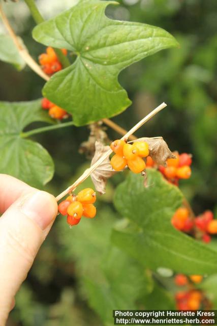 Photo: Dioscorea communis 0.