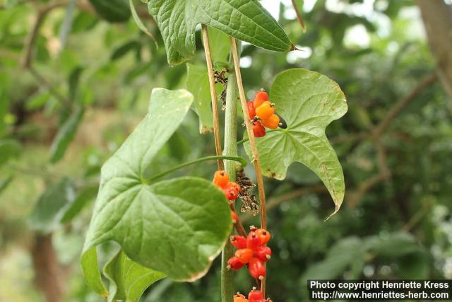 Photo: Dioscorea communis 2.