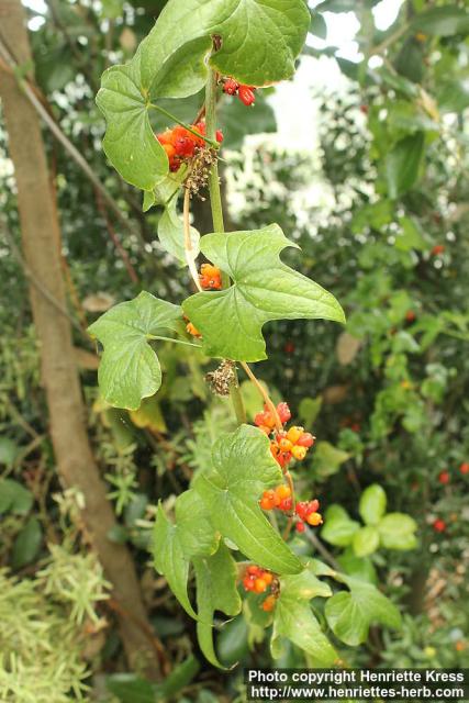 Photo: Dioscorea communis 3.