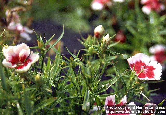 Photo: Dianthus chinensis 1.