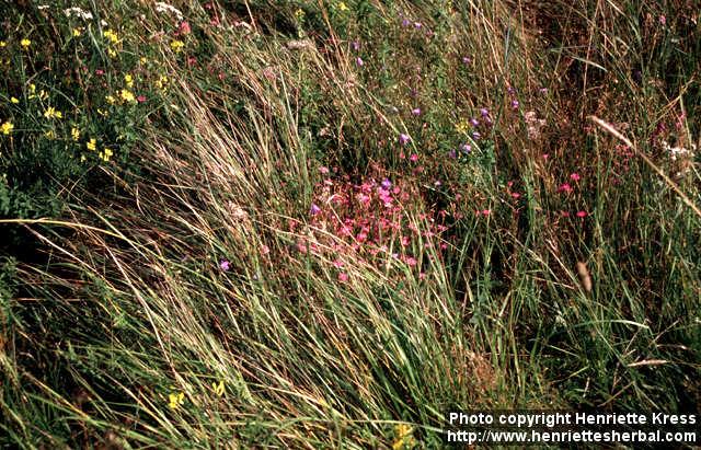 Photo: Dianthus deltoides 2.