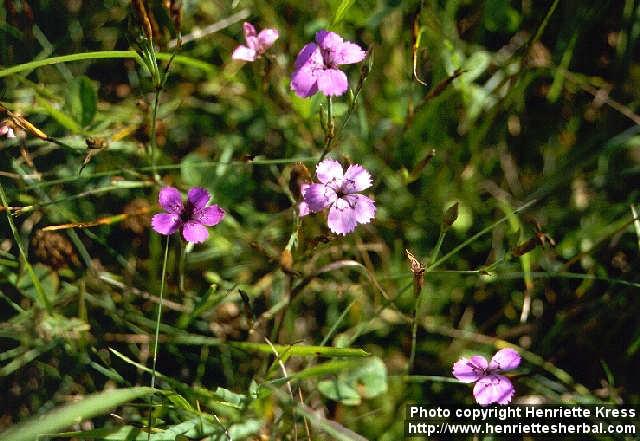 Photo: Dianthus deltoides.