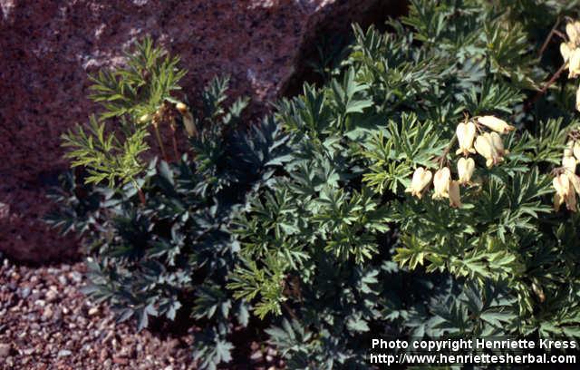 Photo: Dicentra formosa 1.