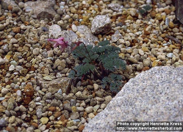 Photo: Dicentra peregrina.