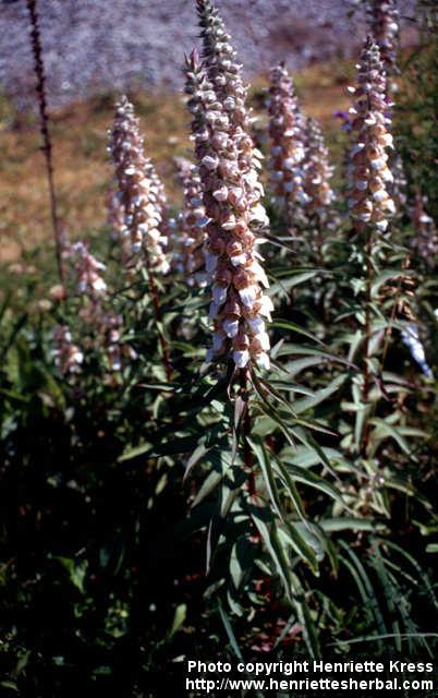 Photo: Digitalis lanata 2.