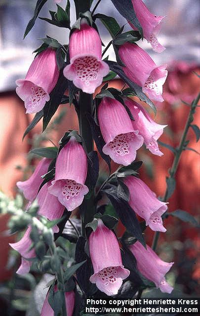 Photo: Digitalis purpurea 3.