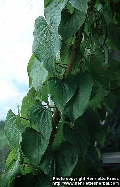 Photo: Dioscorea bulbifera 3.