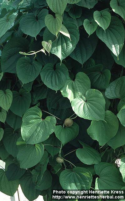 Photo: Dioscorea bulbifera.