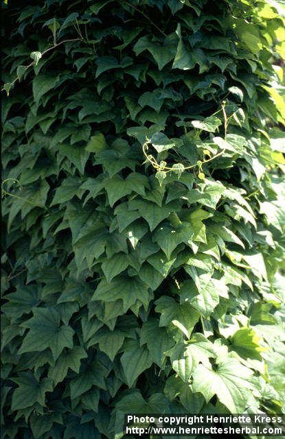 Photo: Dioscorea quinqueloba.