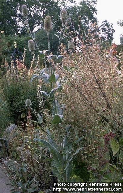 Photo: Dipsacus fullonum 1.