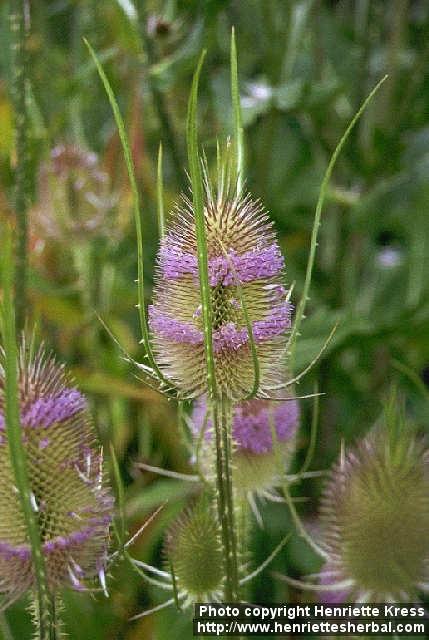 Photo: Dipsacus fullonum 2.