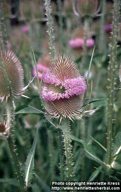 Photo: Dipsacus fullonum 3.