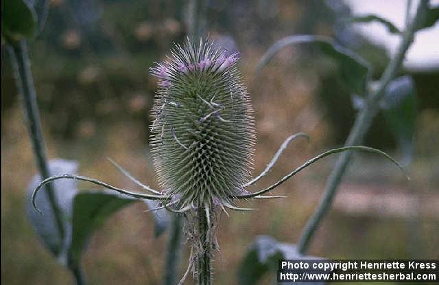 Photo: Dipsacus fullonum.