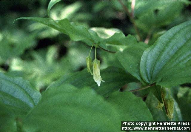 Photo: Disporum smithii 1.