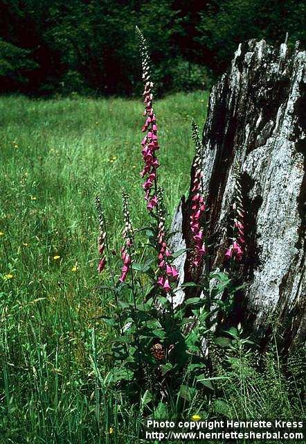 Photo: Digitalis purpurea 1.