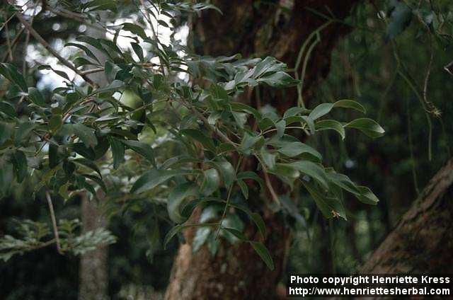 Photo: Dicypellium caryophyllatum.