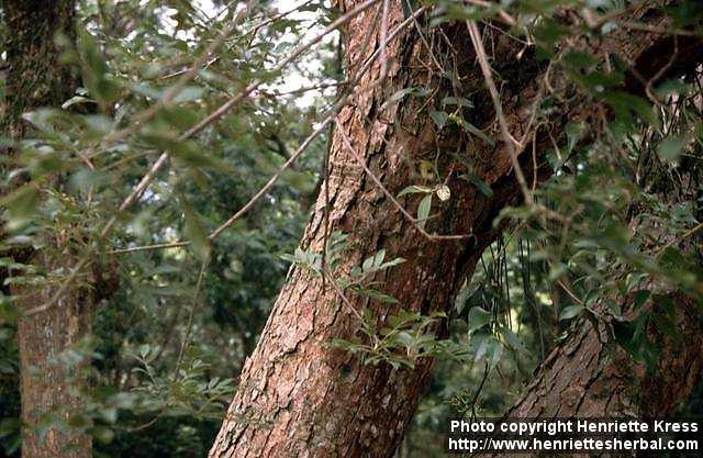 Photo: Dicypellium caryophyllatum 1.