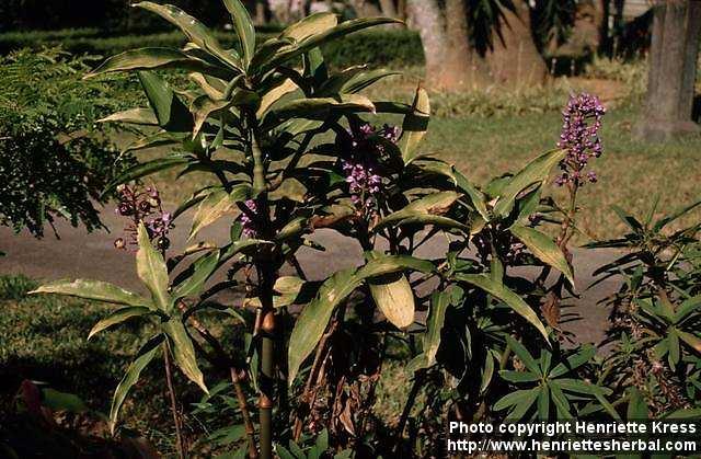 Photo: Dichorisandra thyrsiflora.