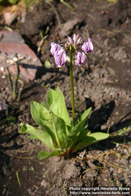 Photo: Dodecatheon meadia.