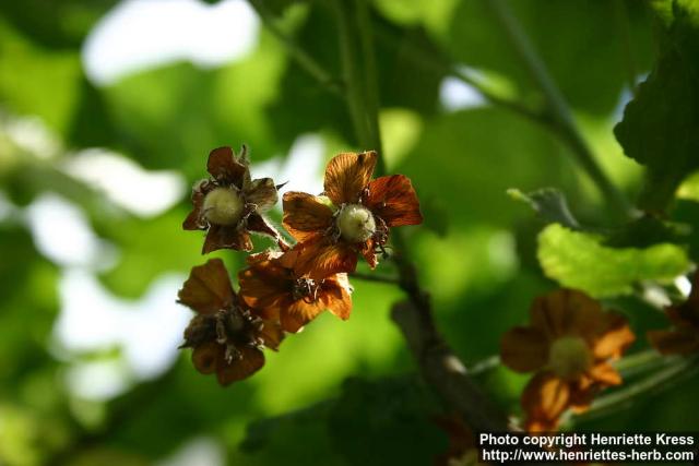 Photo: Dombeya tiliacea.