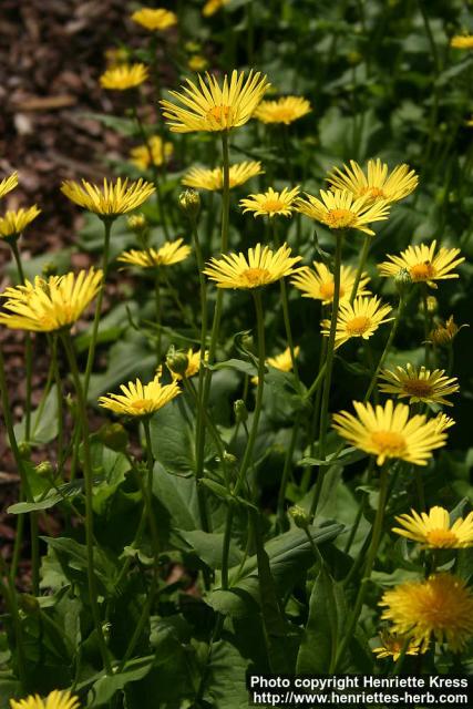 Photo: Doronicum austriacum 5.