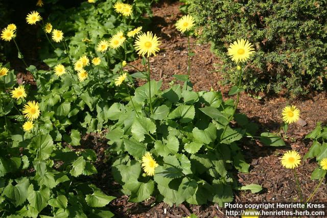 Photo: Doronicum austriacum 7.