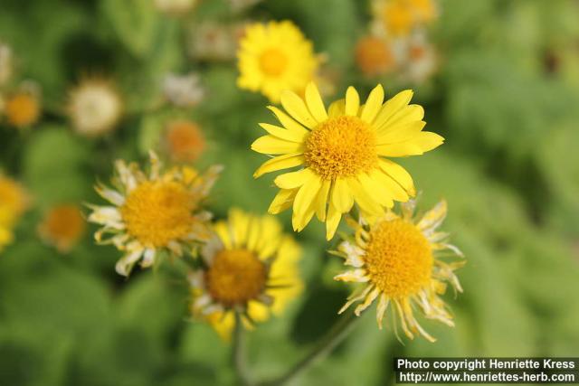 Photo: Doronicum pardalianches 2.