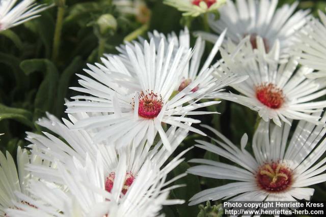 Photo: Cleretum bellidiforme 09.