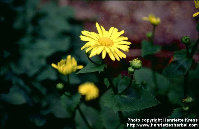 Photo: Doronicum austriacum 2.