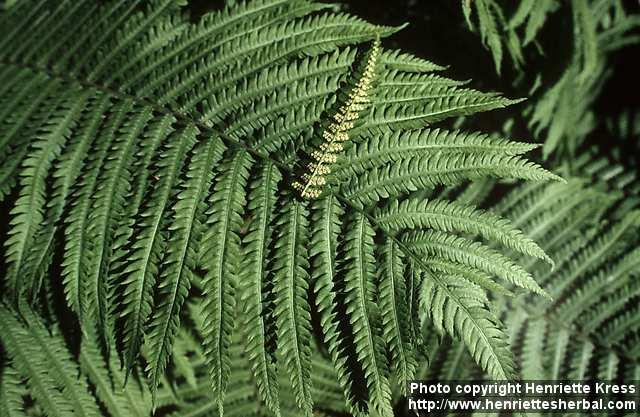 Photo: Dryopteris filix mas 1.